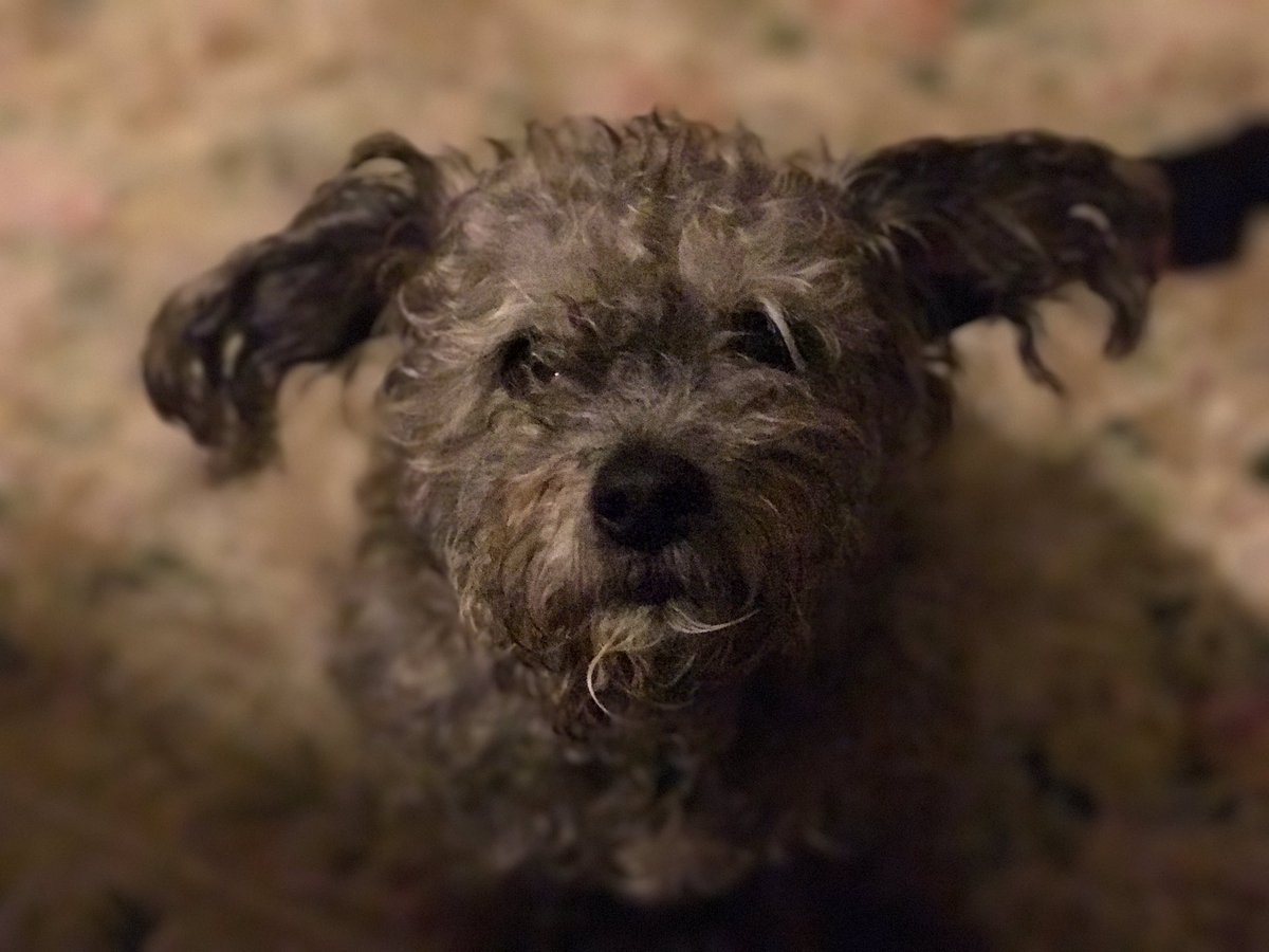 IAMJALENJAMES's tweet photo. I'm SO UPSET, some movers left the door open and he left. He's lost! 😑! I've got everyone looking in Arizona #lostdog @Nextdoor !!#meetJames https://t.co/sOsdJZ0F8J