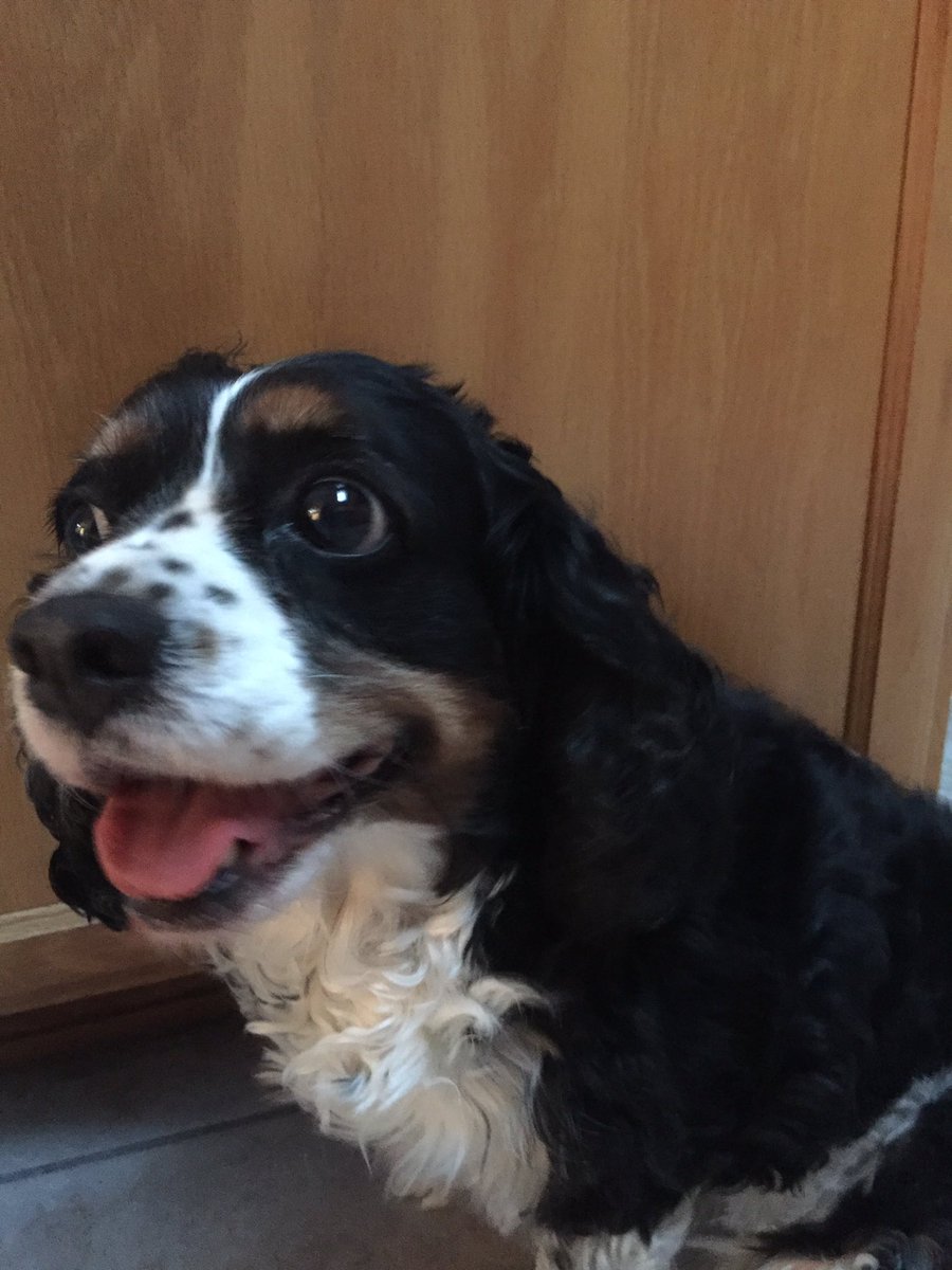 ChristoStad's tweet photo. @CavalierMatter1 @healthycavalier Priscill๐ถ demands mandatory health testing for #cavaliers. #forPanda #forStormi #forLucy #forRainbowPack https://t.co/Omr1OtsOY7
