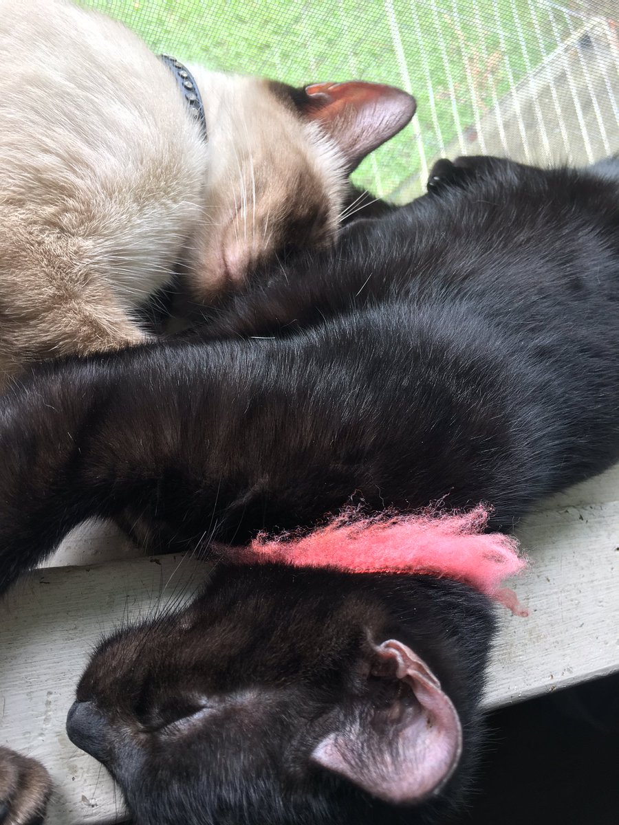 SarahFromSC_'s tweet image. Chloé &amp;amp; Rousey💕 #NationalCatDay