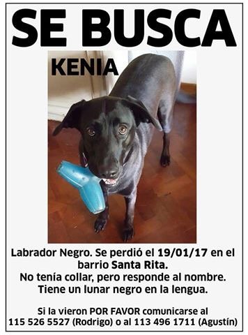 nikitaneumann's tweet image. Se busca!!!!!👇👇👇🐶