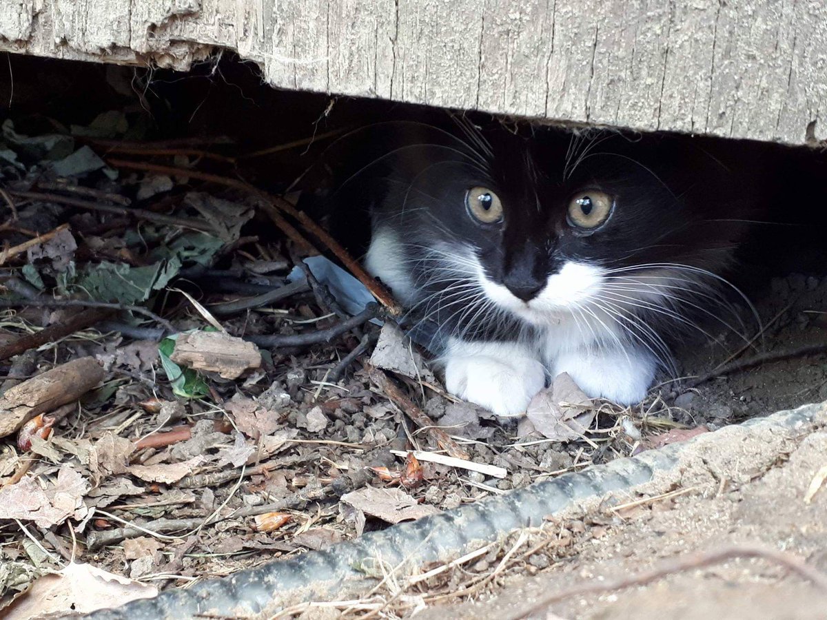 It's #InternationalCatDay and we have quite a few hanging around the ranch! Here's one lurkin' around the kitchen 😊😎😺