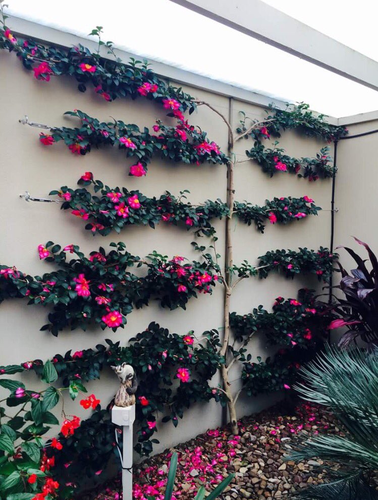 TreeMattersAus's tweet photo. Espalier by #TreeMatters #TreeMattersAustralia #TreeMattersAndrewMatters https://t.co/siqPyAuER2