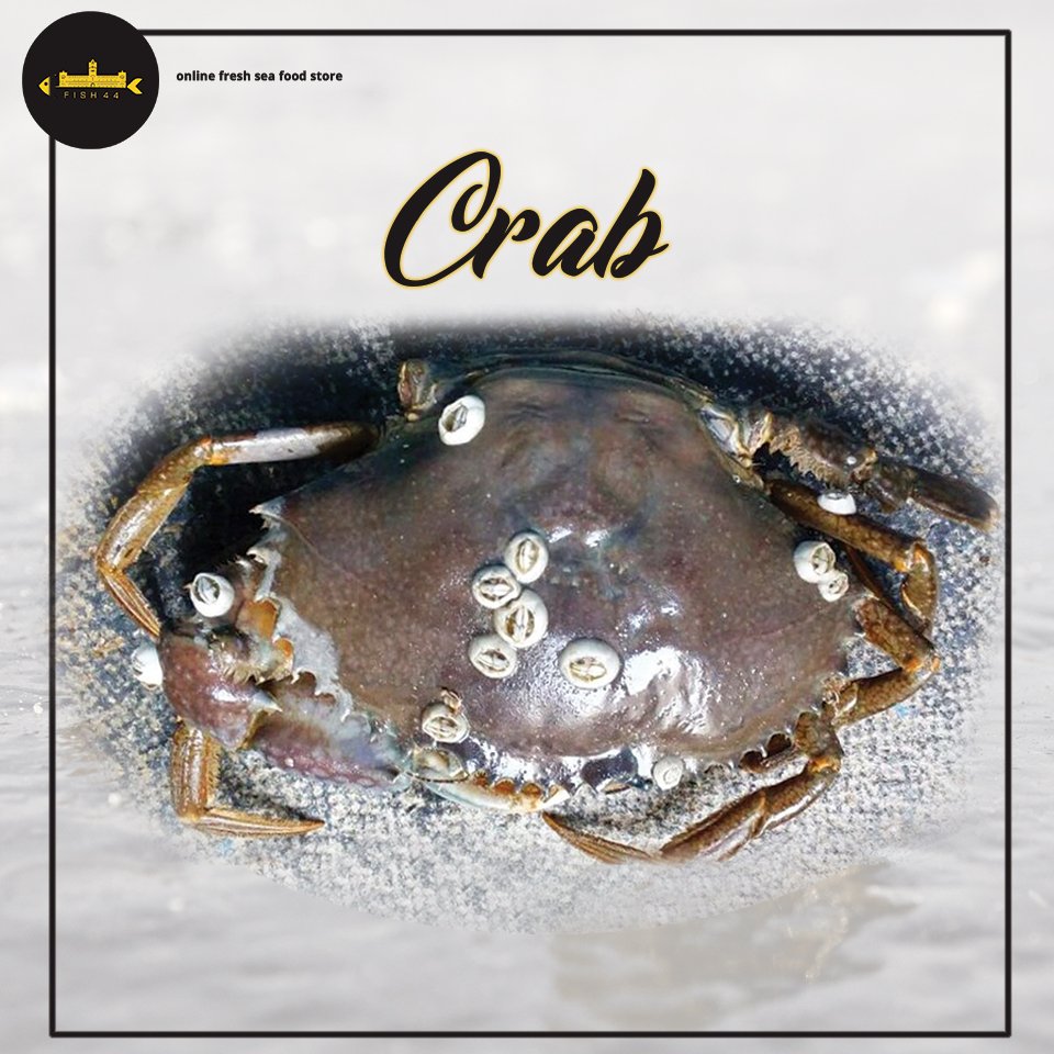 fish44chennai's tweet photo. Rare Species of the Ocean! Varieties of Seafood is Now Available at Fish44
Call: 07358575903 or visit us: https://t.co/avKkBm525C
#Crab https://t.co/AMHoQOdMKm