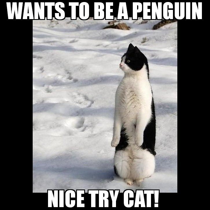 Happy cat day, if you're into that.