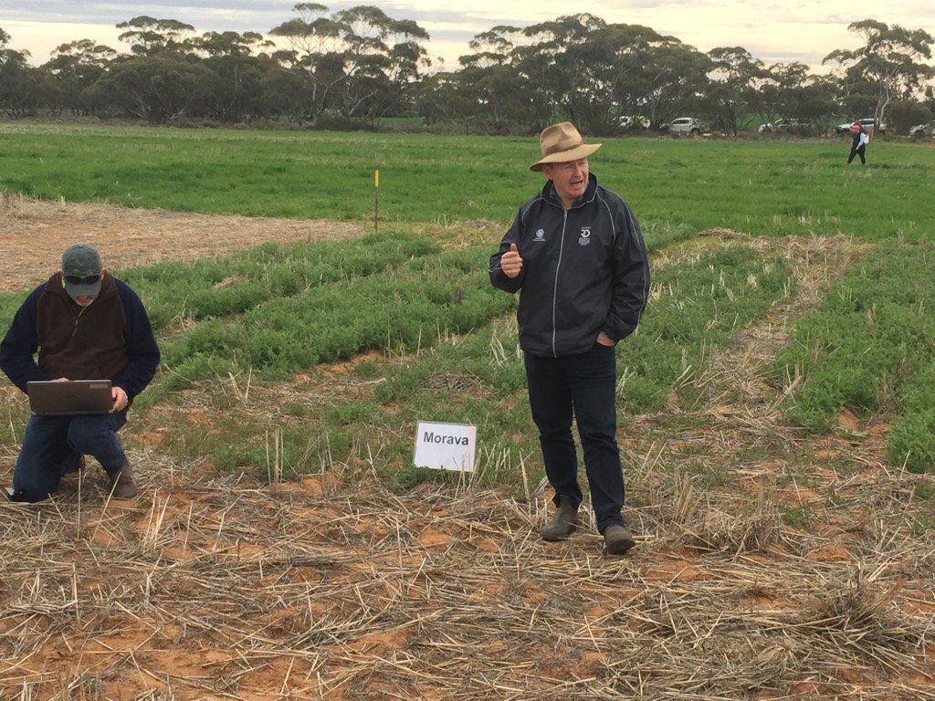 <a href="/SAGrainTrust/">SAGIT</a> vetch variety trial on <a href="/farmertimp/">Timmy Farmer</a> 's ppty Waikerie #freeN <a href="/GrainGrowersLtd/">GrainGrowers</a>