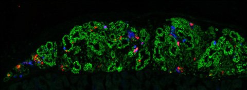 CiRA_KU_J's tweet image. 豊田講師と長船教授のグループが #iPS細胞 や #ES細胞 から膵臓細胞への分化過程を解析し、膵臓の元となる膵芽細胞への分化を制御するメカニズムの一端を解明しました。論文がStem Cell Reportsに公開されました。cira.kyoto-u.ac.jp/j/pressrelease…