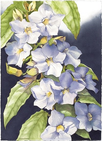 CGdrawing's tweet image. Barbara Groenteman