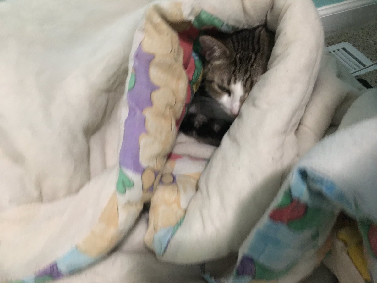 StarkMinions's tweet photo. Someone thinks he's hidden #catlife #hiding https://t.co/7dTOYteiKm