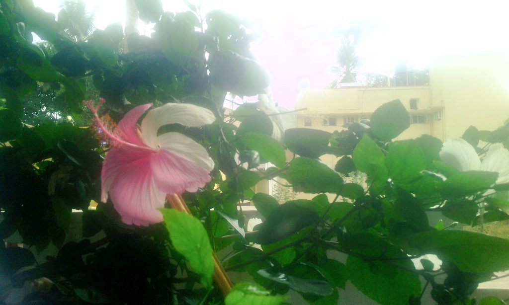 Nikitha_Gowda_'s tweet photo. #codominance in #hibiscus plant both recessive and dominant gene appeared together https://t.co/9LY8BfnOX5