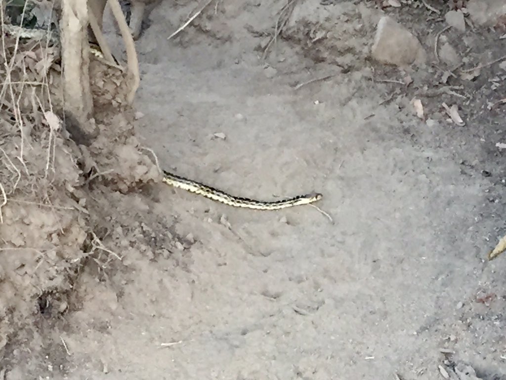 georgehardwick's tweet photo. @runner_kc @Training4Ultra Saw this little guy in Griffith Park this morning 🐍 https://t.co/joJE4ReQ8Q