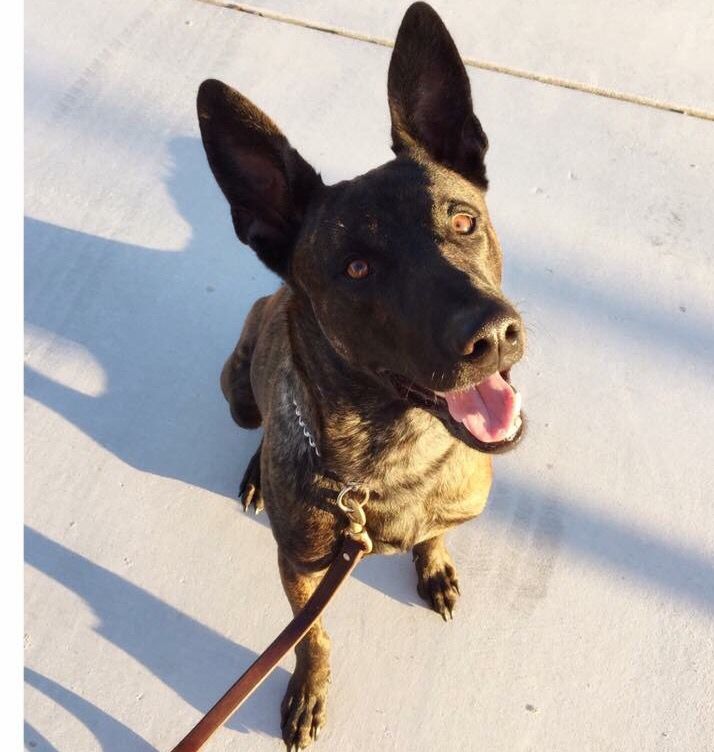 LodiPD_K9's tweet photo. Today Officer Valencia certified with Radar.  Congratulations. This puts Lodi PD at 4 full K9 teams. A quality unit I am very proud of! https://t.co/KwcBzbfoBs