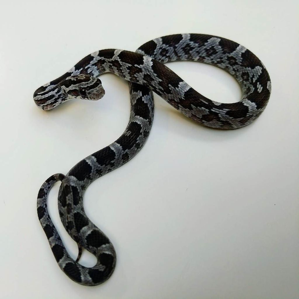 AndyByers21's tweet photo. "Just" an Anery
__________________
#cornsnake #dangernoodle #snake #cornsnakemorph #cornsnakes #cornsnakesofinsta… https://t.co/4unYsHXeF5 https://t.co/3k0hMhnvMv