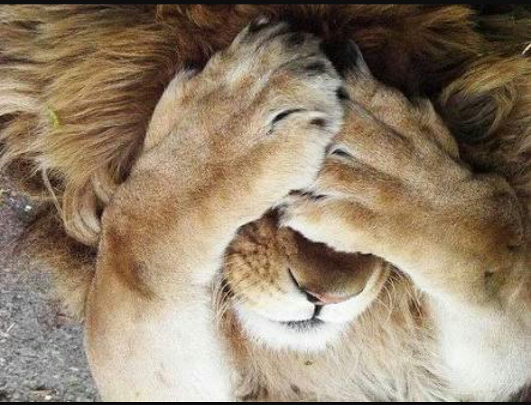 bhattispeaks's tweet image. #نواز_چور_مچائے_شور #دیکھو_دیکھو_کون_بھاگا  #DakuOnGTRoad #GTRoadRally