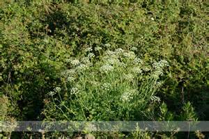 DrunkenSquatch's tweet photo. Spignel: Same as Spickenel. #SPIGNEL #wordoftheday #randomword https://t.co/8B5NeRKhV0