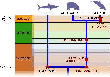 SharksWithSam's tweet photo. Sharks have been swimming around for over 400 mil years. If it has a spine, the sharks probably got there first. #respectyourelders https://t.co/CI04k5Ydzz