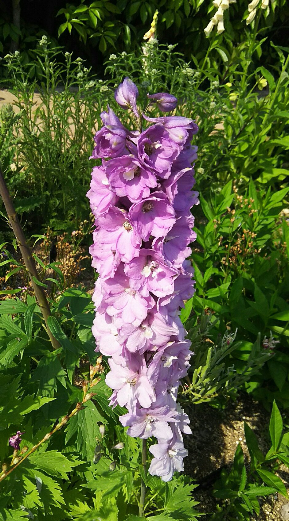 海翔 Kaito こんばんは 今日も一日 お疲れ様でした M M ８月 ９日 誕生花 デルフィニウム キンポウゲ科 デルフィニウム属 花言葉 清明 高貴 写真の品種は デルフィニウム F1 オーロラ モーヴ Takii 今日の誕生花 T Co