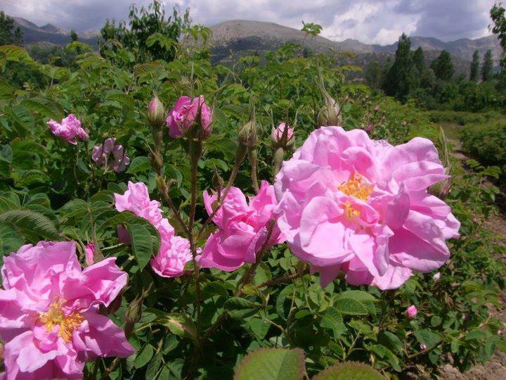 TAYFUN AYAN tweet media