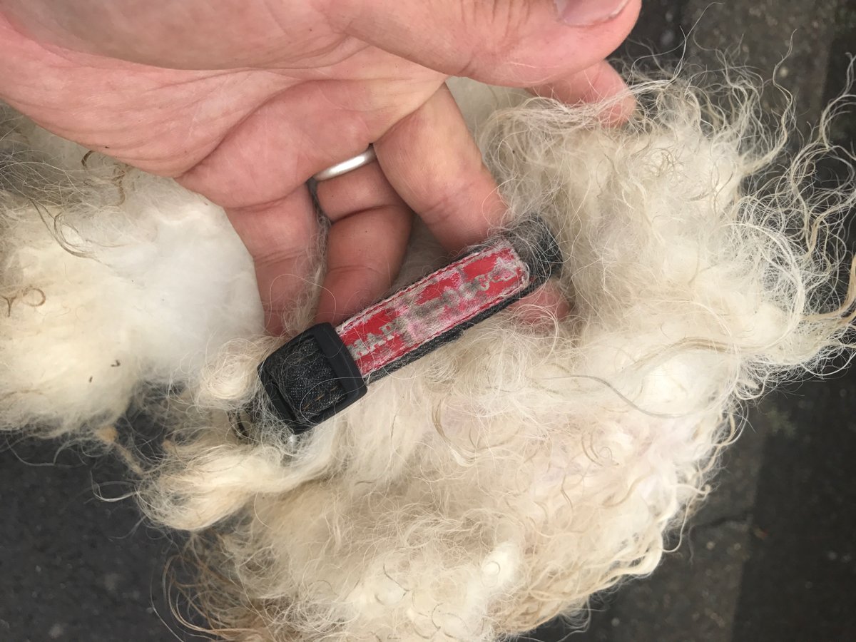 石狩湾新港で迷子犬を保護しました。
爪の伸び方と痩せ具合からかなり放浪してたものと思われます。
白いトイプーでしょうか。
歯はすごく綺麗でした。
断尾はしていません。
警察の保護してもらいましたが、数日で小樽保健所にて保護になります。
お心当たりの方はまずは最寄りの警察署へ。