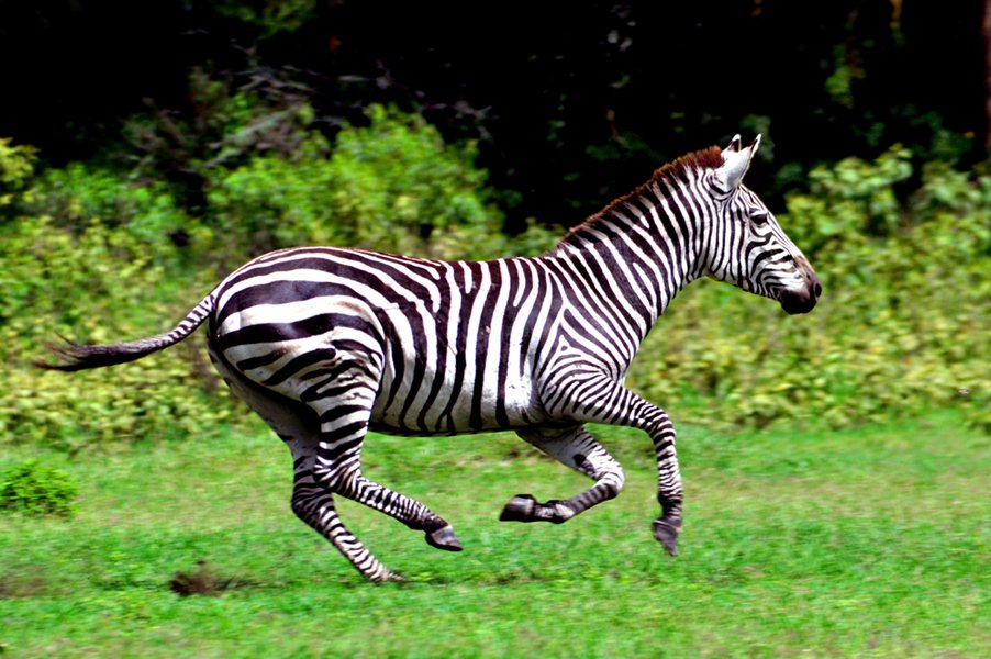 MothClark's tweet image. #Africa for a change, &amp;amp; a #Burchell's (I think!) #zebra in full flight at #CraterLake nr #Naivasha, #Kenya in 2010 on a foot #safari!