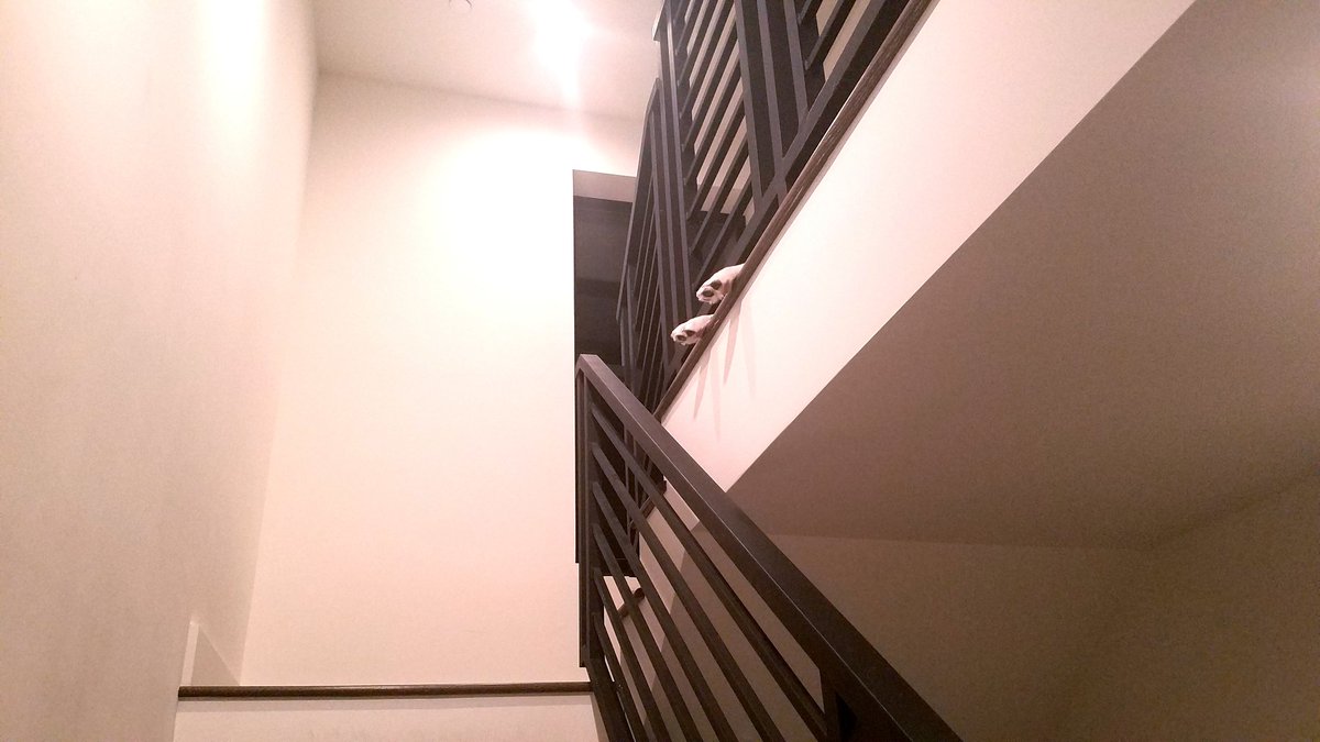 PeteZahHutt's tweet photo. "Hey babe where's Bellamy?"
Kara: "I think he's sleeping on the stairs."
"Oh ok"
*turns the corner and looks up* https://t.co/Z6ZxO5KYb2