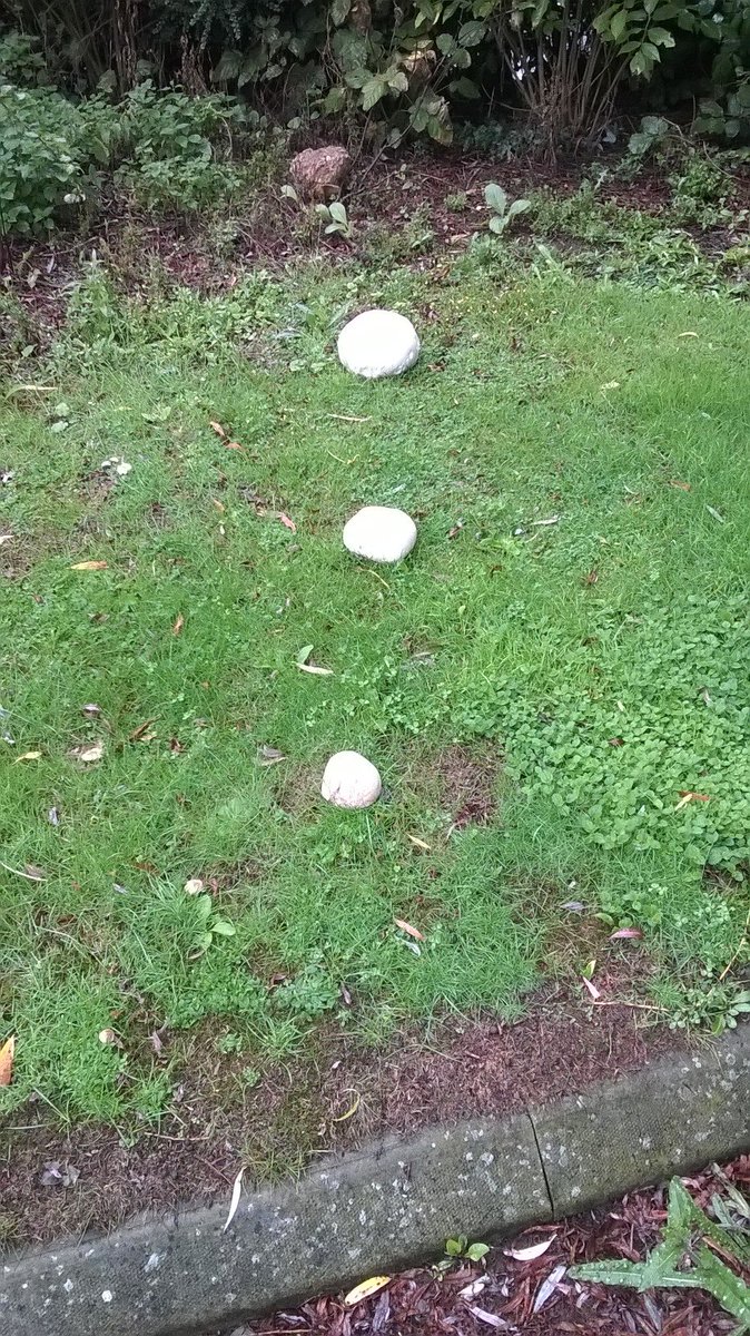 A line of puffball fungus appeared in the car park overnight...