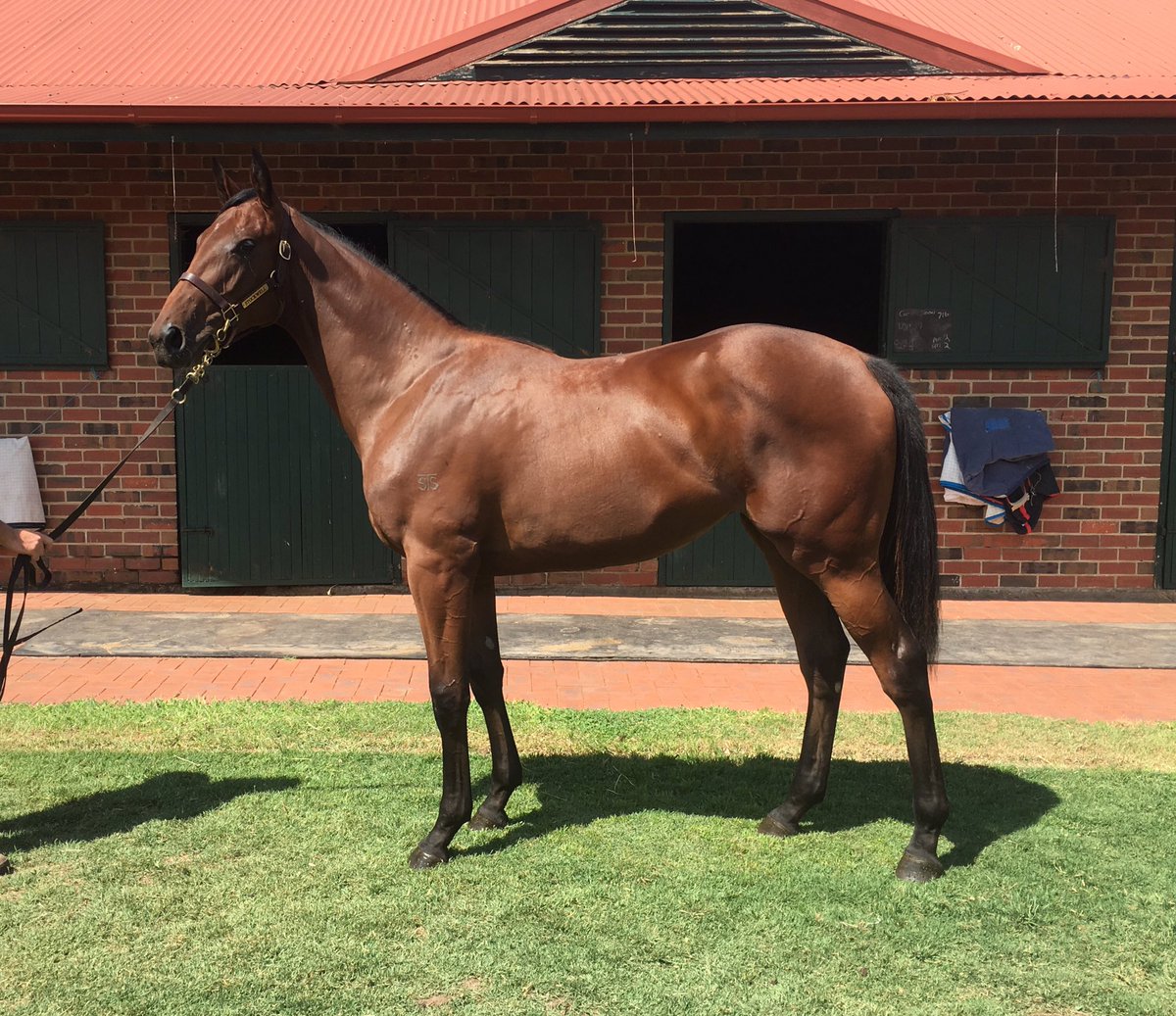 robbiek76's tweet photo. Camelot x Danaupair 2yo filly 1/2 sister to and bred on same cross as today's very impressive winner Pablos Express. #stayingfilly https://t.co/pWsxK69BxD