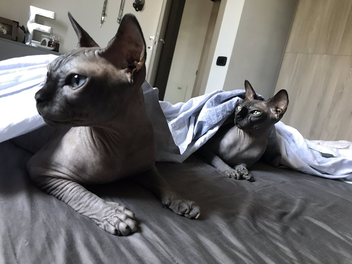 Dorian &amp; Daphne👽👽 #InternationalCatDay