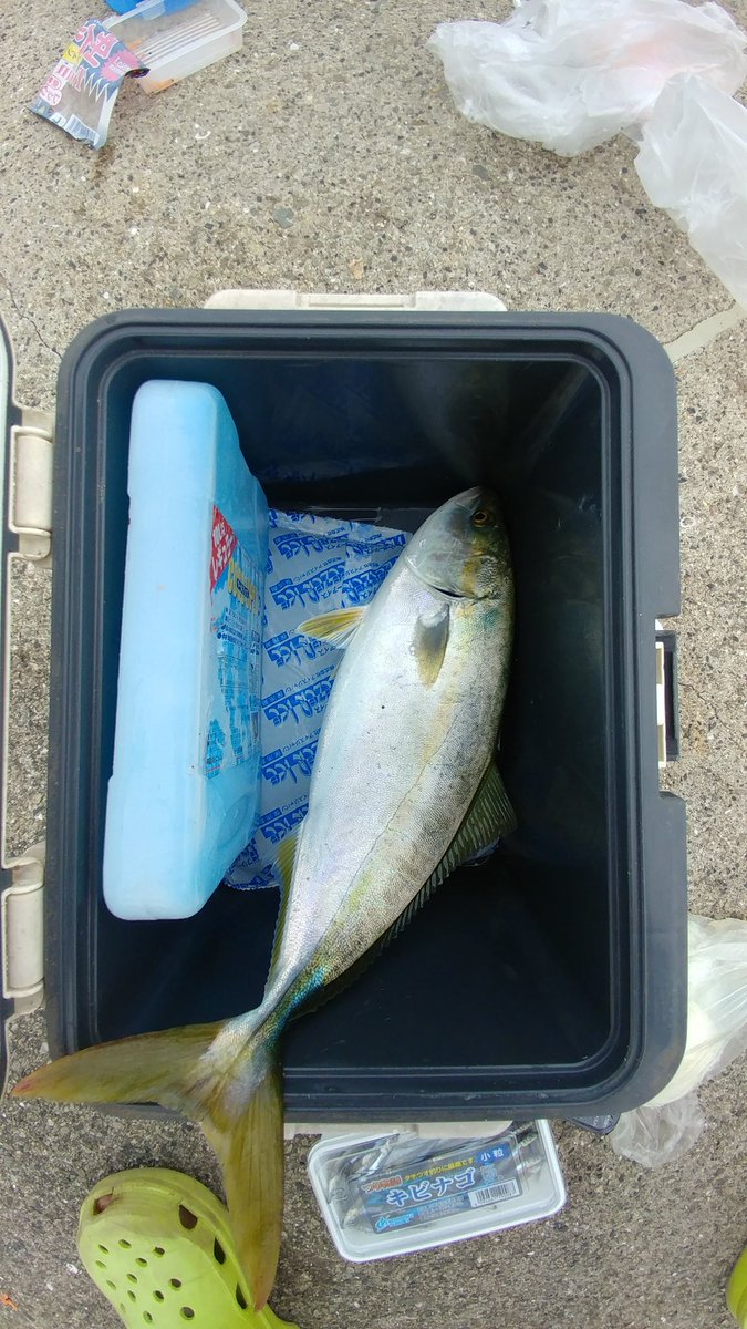 初めての青物！！！
足震えた🐟🐟