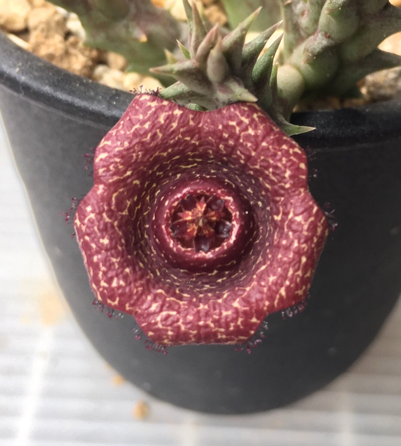 تويتر 丸山宗利 Maruyama على تويتر また多肉ガガイモの花が咲きました 腐肉色の良い感じの花 Ballyanthus Prognathus Orbea Prognatha の名前で買ったけど 全然間違った学名で 少しがっかり T Co Oo9rw651o1