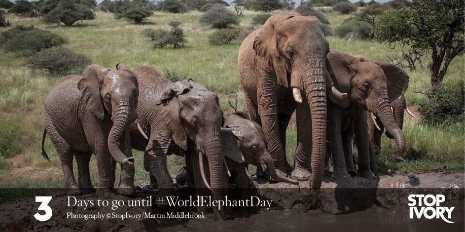 StopIvory's tweet image. #Elephantprotection = supporting efforts that assist with enforcement &amp;amp; legislative reform so the risk for criminals outweighs the benefit.