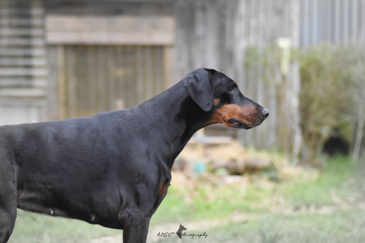 CaroleCellier's tweet photo. Precious Times with ♠Chiswick My Love♥
Hi Pals 🐾
#dobermans #dogcelebration #dogsoftwitter #doglovers #doberworld #500pxrtg #doberlove #dogs https://t.co/tKFuRpTedo