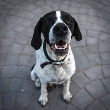 Viewme_Plymouth's tweet photo. We are looking for more landlords that will accept dogs and cats with new tenants. Call our office on 01752 547789...Tenants waiting. https://t.co/dNsmg7M2gT