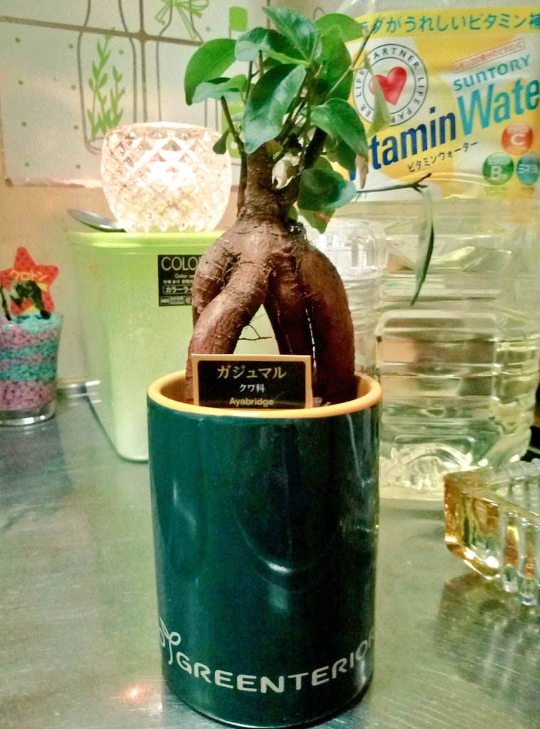 ArakakiK's tweet image. Un pedacito de #Okinawa 🌺 en mi apato, Gajumaru (un árbol que camina, donde un espíritu santo vive) ✨ #MysticalTree #TreeOfHappiness #ガジュマル