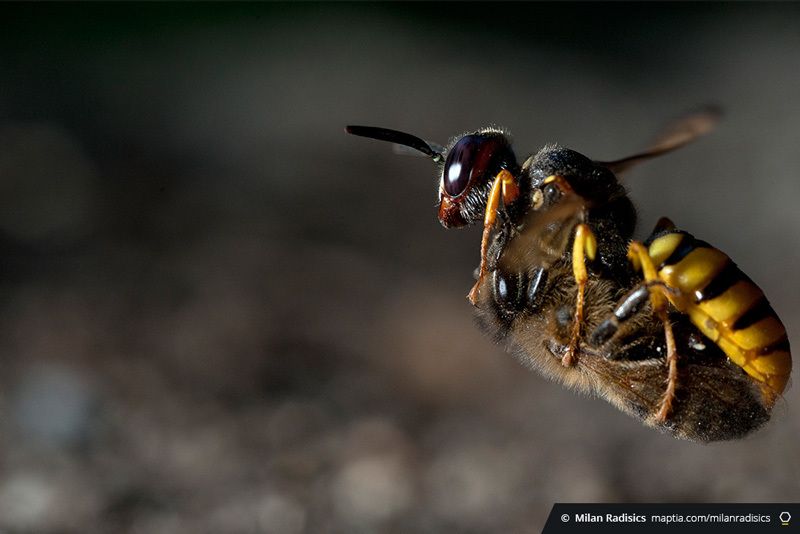 Incredible close-up images show how beewolves (a type of wasp) hunt and kill honeybees: on.maptia.com/2vcl2n3