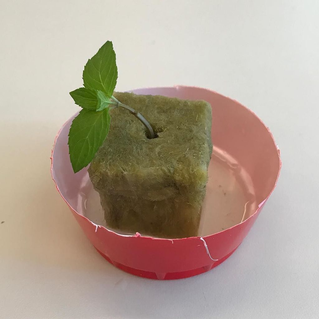 FunkOfTheRhythm's tweet photo. $chocolateMint = New cloneModel();
$chocolateMint->clone();
#clone #ChocolateMint #greenthumb #herbs #mint #nerdsh… https://t.co/kmV38DUfH6 https://t.co/hLu4L9PsdS