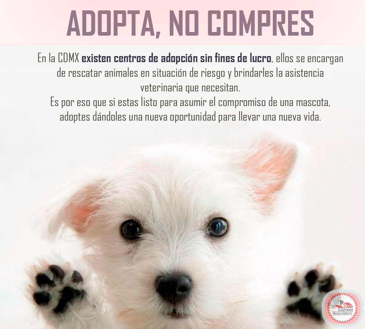 tucasaexpressmx's tweet photo. Antes de comprar una mascota, en Tu Casa Express te recomendamos este primer paso. #Tipmascota #tipexpress https://t.co/OsdcU9zvvK