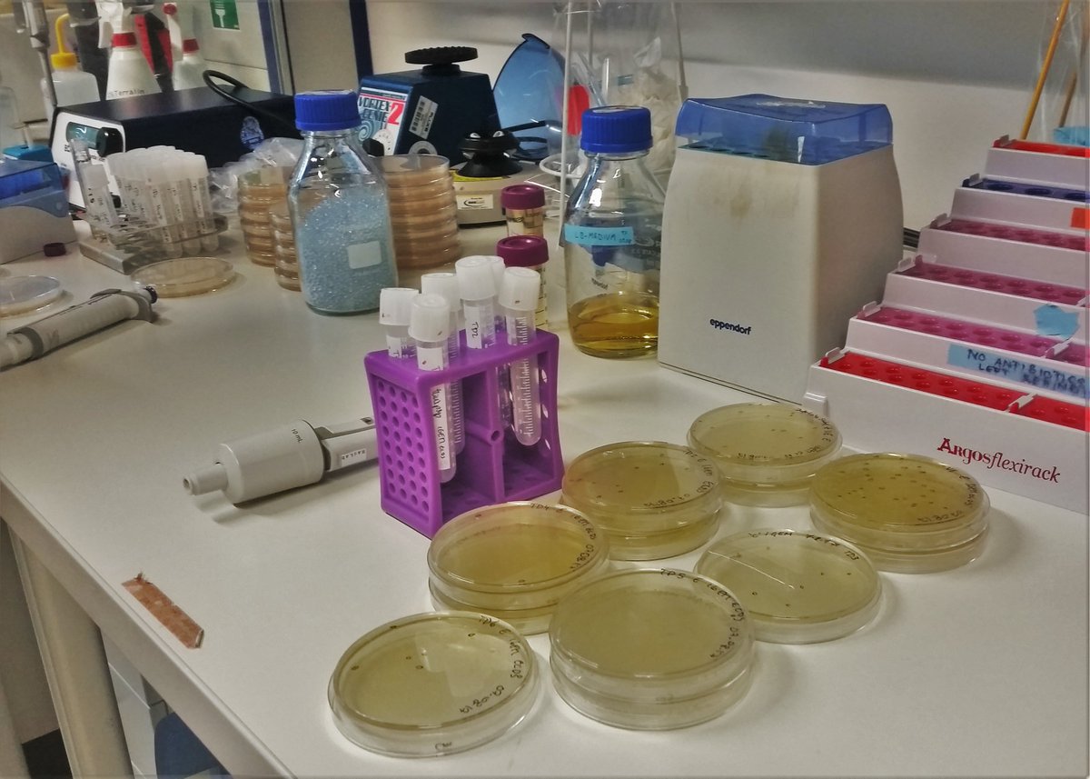 iGEM_Munich's tweet photo. Interlab study 2017 on its way... #iGEM2017 #interlabstudy #labwork #transformation #lifeofiGEMer #inprogress https://t.co/mHKHfz8I9W