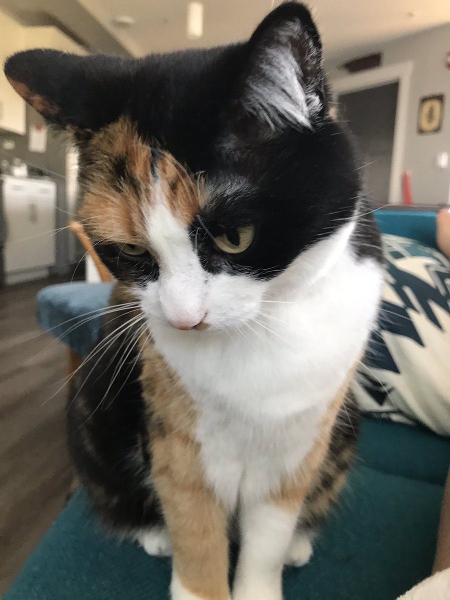 _misha's tweet image. Cutest little pal #fernthecat