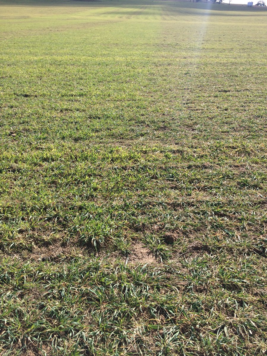 Jim_Colquhoun's tweet photo. Strip trial #MaxNPact #LoKomotive #Awaken #Gala #LI-700 - 27 DAS, on a heavily grazed and frosted Blackbutt oat crop near #Goulburn #WOW https://t.co/Fp2QpDhwz9