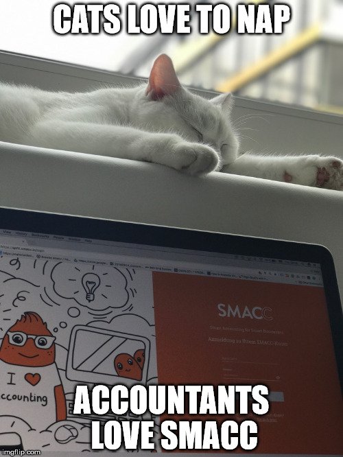 smacc_io's tweet photo. Our accountants did the math - we absolutely can afford a cat meme for #Weltkatzentag #WorldCatDay. Although just a really cheap one... https://t.co/8W9lxEZnAy