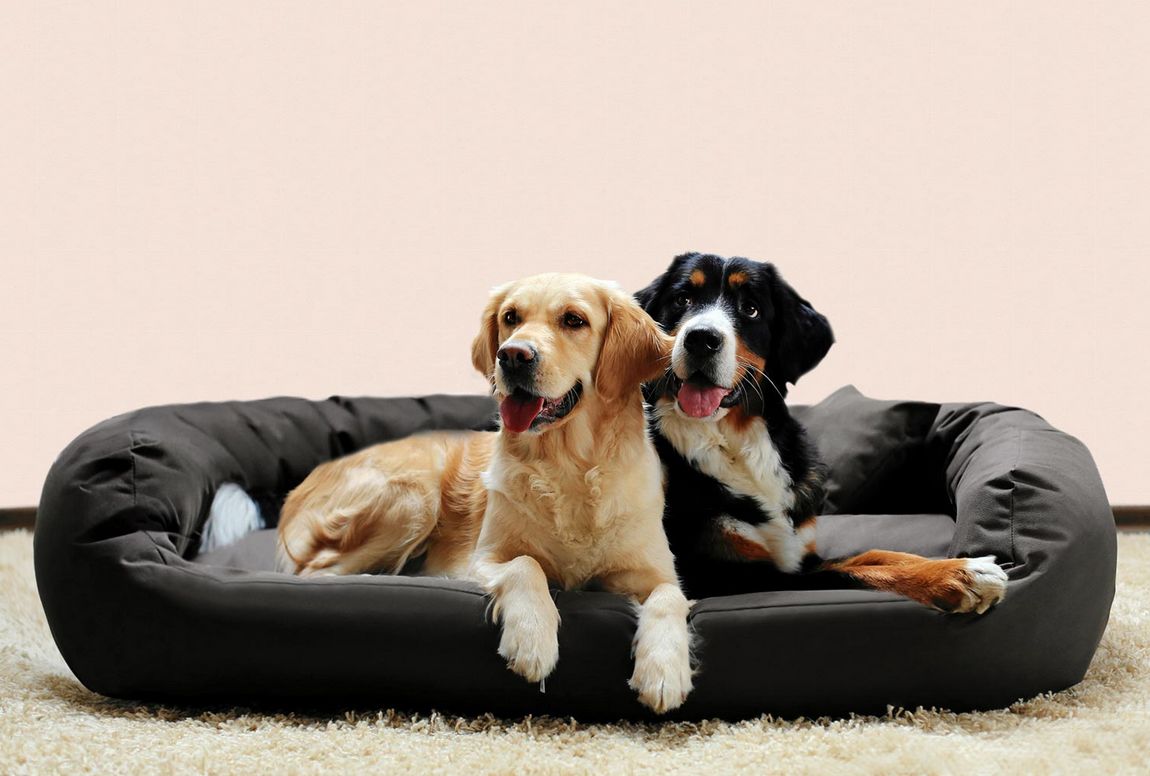 tierlando's tweet photo. Für #Hunde gesund, für Menschen pflegeleicht &amp; preiswert: #Hundebett ARES in XL bis XXXL mit mobiler Ortho-Matratze🐾 https://t.co/tPHiOj4Hy2 https://t.co/Bi0ALUZufe