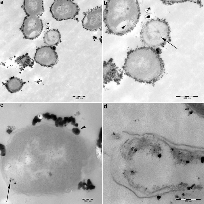 0MohamedIbrahim's tweet photo. Silver and Zinc nanoparticles for treating #fish #pathogens https://t.co/irW9Xi16Wl https://t.co/KkvFUpNYJ0@etpnanomedicine