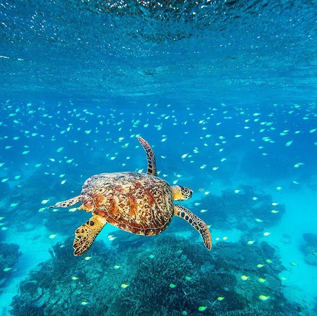 Cruising the EAC, dude! (via IG/jeremysomphoto at @SouthernGBR in <a href="/Queensland/">Queensland Australia</a>)