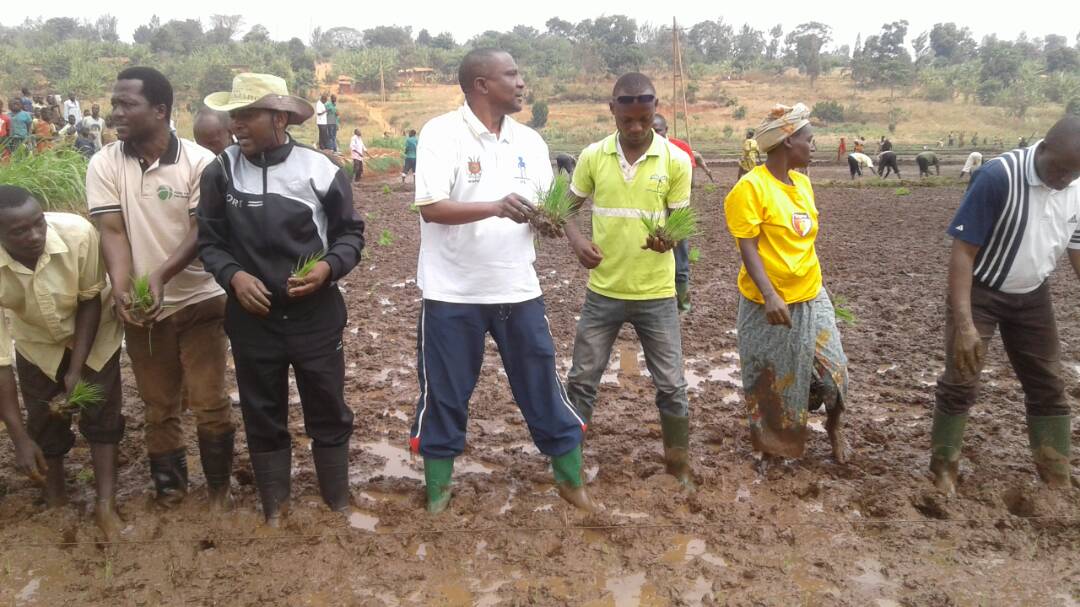 MNankwahomba's tweet photo. #Burundi#kirundo#Autossufisance alimentaire  pari de l'administration#lancement officiel culture du riz. https://t.co/3EfkOGVp9X