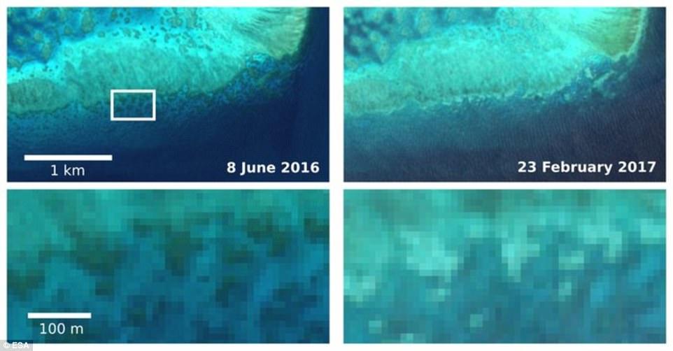 CopernicusEU's tweet photo. #Sentinel-2A constantly monitors #coralreefs to document the #bleaching effect due to high water temperature: https://t.co/8I4KEsdXAZ https://t.co/UNUqyzRgUH
