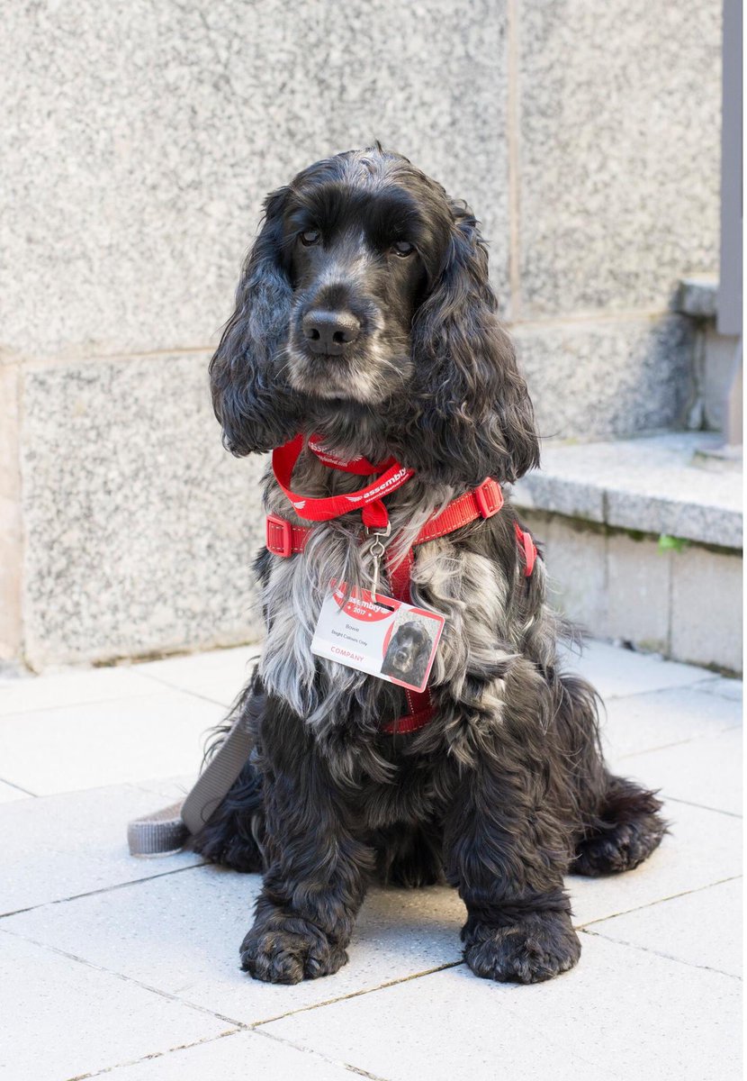 Newest addition to Assembly team. Upstaging Bowie@brightcoloursonly