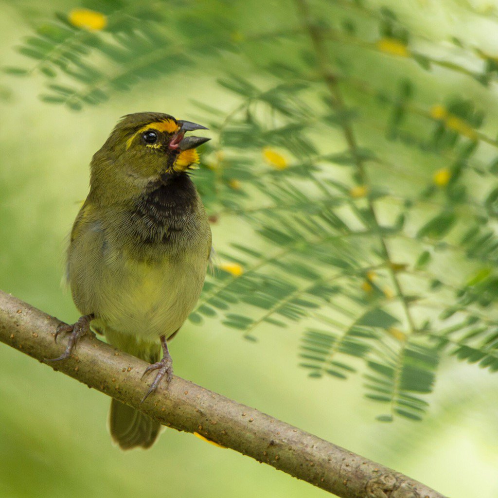 #yellowfacedgrassquit