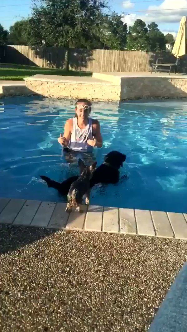WonderWoof's tweet photo. When you want to go for a swim but you just washed your hair ... get a buddy boat! 😂 😜#swimming #doggypaddle 

https://t.co/MOxx9TAvEe https://t.co/3fmTZIXjsF