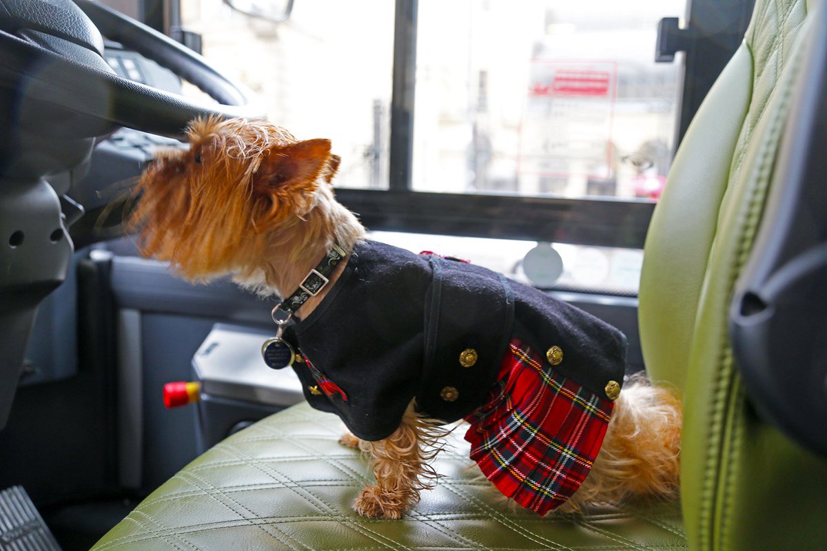 edinburghtour's tweet photo. @edfringe And on our tours too! #Dogsonatourbus https://t.co/OPCVbsMdtv