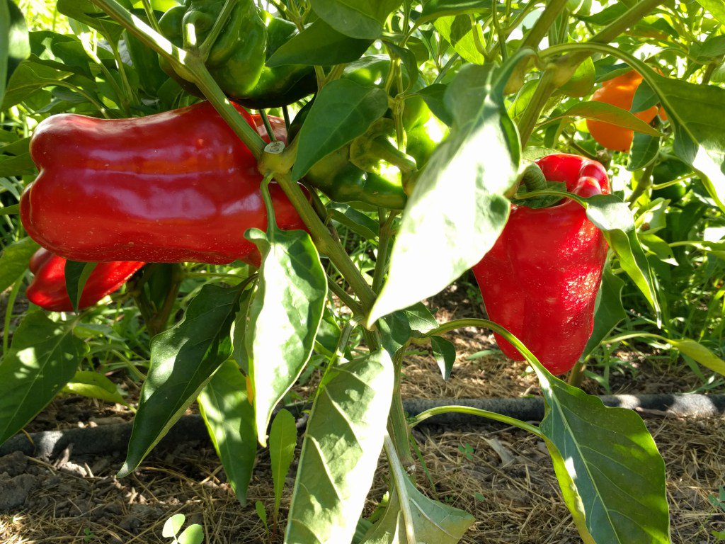 What’s hiding out there? baybranchfarm.com/2017/08/09/wha…